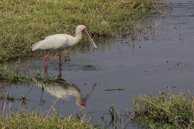 046 Botswana, Chobe Np, lepelaar.jpg